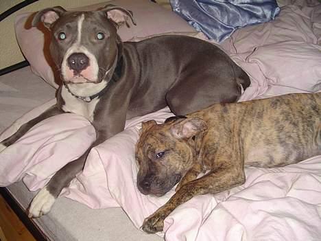 Amerikansk staffordshire terrier Tyson R.I.P - Ligger lige sammen med lillebror og hygger. :D billede 17