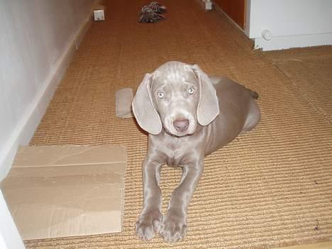 Weimaraner Hotshoot's Indi - Se hvor smart jeg er midt på gulvet! billede 4