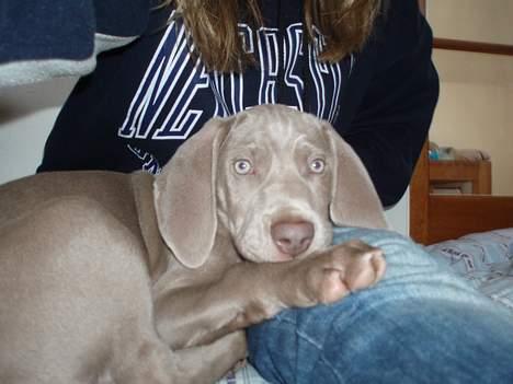 Weimaraner Hotshoot's Indi - Mmmm, mor er bare den bedste! billede 7