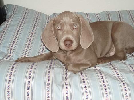 Weimaraner Hotshoot's Indi - kær lille dreng må man sige!!! billede 8