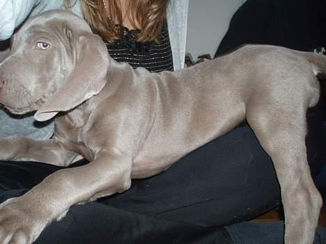 Weimaraner Hotshoot's Indi - Mmmmm, ligger alså bare PERFEKT!!! billede 10