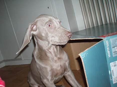 Weimaraner Hotshoot's Indi - NØJ, hvor den papkasse skulle ha bank den aften!!! Den blev slæbt hele vejen gennem huset!!! billede 13