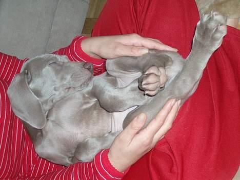 Weimaraner Hotshoot's Indi - Zzzz.... igen...igen... billede 14