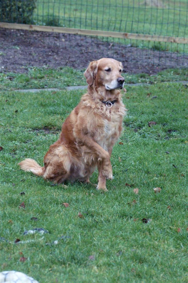 Golden retriever Rollo - HIHI xD hvor er han nuttet xD billede 12