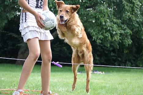 Golden retriever Rollo - Hoop ! billede 13