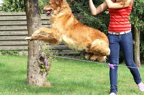 Golden retriever Rollo - Yiiha ! XD billede 14