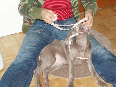 Weimaraner Hotshoot's Indi - Ok, indrømmet! Dumt at tro man kan måle en hvalp!!! billede 17