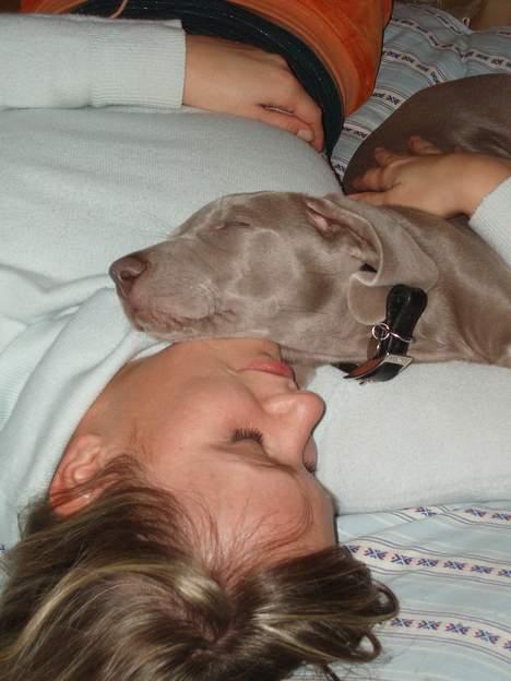 Weimaraner Hotshoot's Indi billede 19