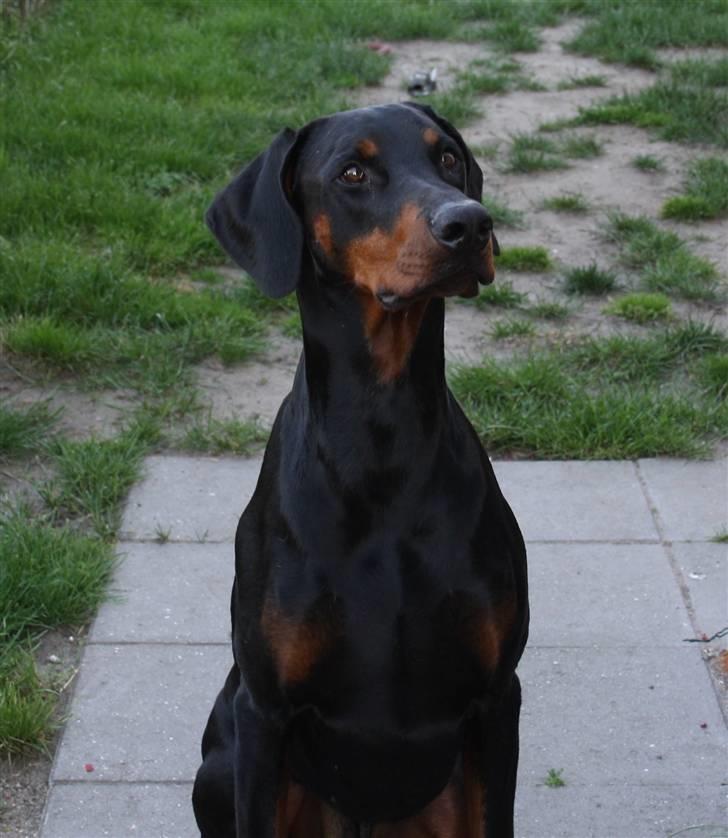 Dobermann Draco(GenningsGraeme) RIP - nyt 24-6-09  billede 1