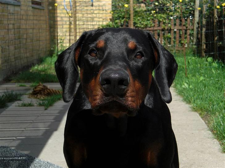 Dobermann Draco(GenningsGraeme) RIP - nyt billede 4