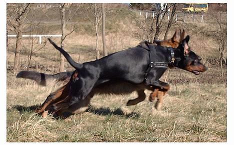 Dobermann Draco(GenningsGraeme) RIP - draco og bobby billede 5