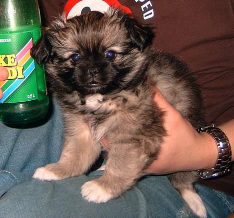 Pekingeser Kaiser billede 4