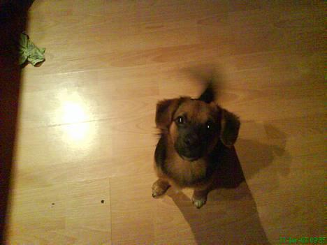 Blanding af racer Vaks - se hvor glad jeg er billede 1