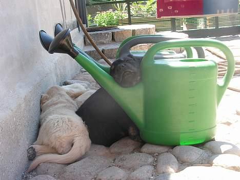 Blanding af racer Bastian. - Er han ikke yndig..Bassemand som baby. billede 10