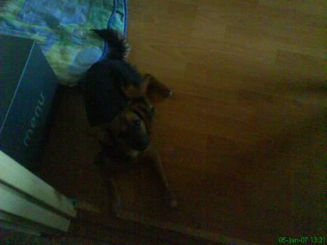 Blanding af racer Vaks - se mor jeg kan ligge pænt billede 2