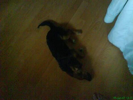 Blanding af racer Vaks - man bliver nød til at slappe lidt af en gang imellem når man skal være mor´s fotostar billede 3