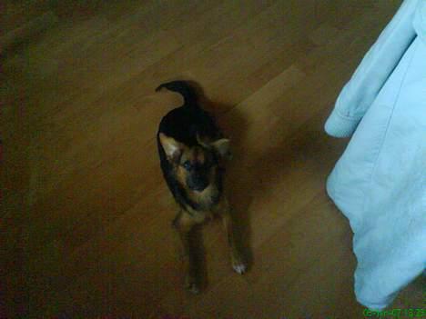 Blanding af racer Vaks - Hvad laver du mor? billede 4