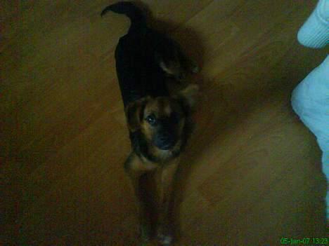 Blanding af racer Vaks - er jeg ikke bare en charmetrold? billede 5