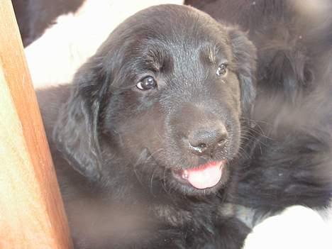 Blanding af racer Bastian. - Bastian  7 uger. billede 11