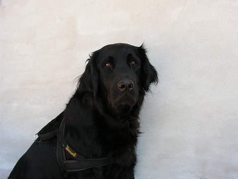 Blanding af racer Bastian. - Bastian´s Mor...flot stor pige. billede 12