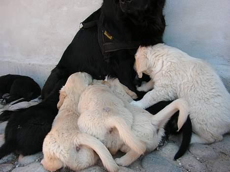 Blanding af racer Bastian. - Basse´s Mor og søskende. billede 13