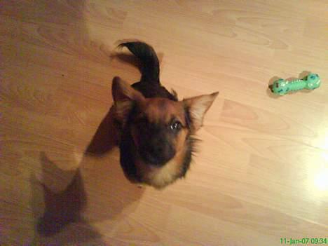 Blanding af racer Vaks - se lige mig billede 6