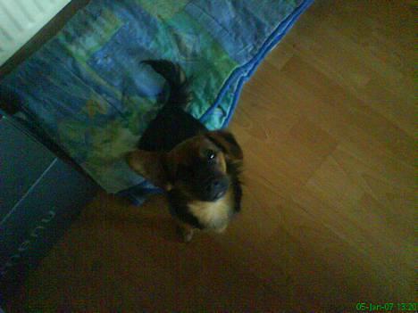 Blanding af racer Vaks - er jeg ikke bare sød mor? billede 7