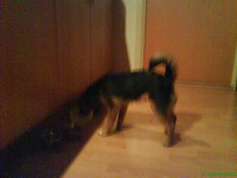 Blanding af racer Vaks - man bliver tørstig af at være fotogen billede 8