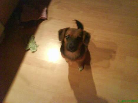 Blanding af racer Vaks - jeg ved at jeg er nuttet billede 9