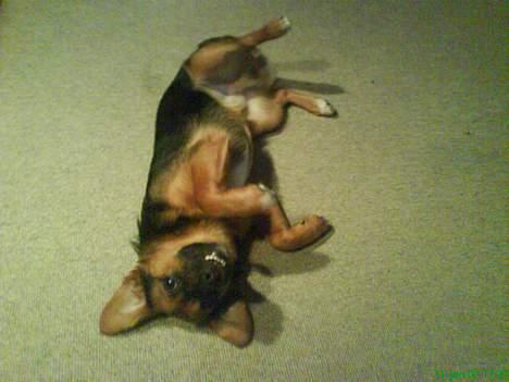 Blanding af racer Vaks - se mig lige mor ser jeg ikke fræk ud? billede 10