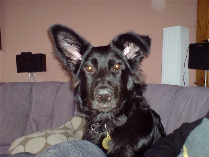 Blanding af racer Balder - Balder det er mig. billede 1