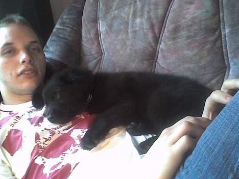 Blanding af racer Balder - Miig da jeg bitte lille... billede 2