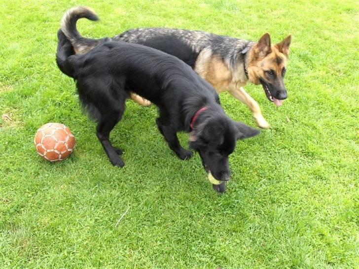 Blanding af racer Balder billede 3