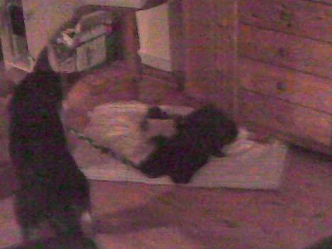 Blanding af racer Balder - Jeg er stærkere end dig  billede 5