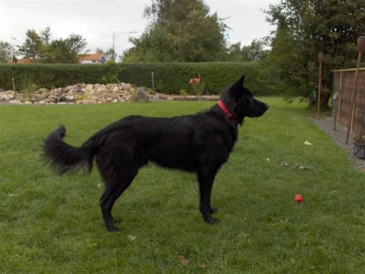 Blanding af racer Balder billede 6