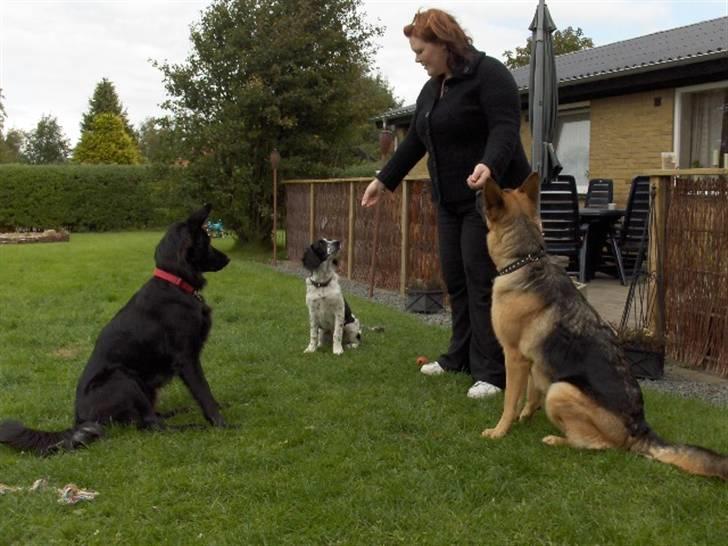 Blanding af racer Balder - Mmmm.. Godbider billede 7