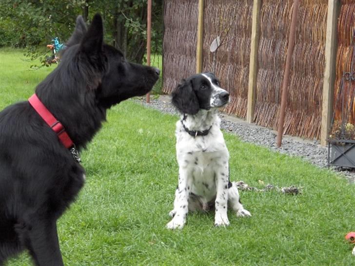 Blanding af racer Balder billede 8