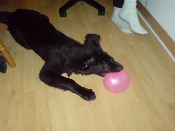 Blanding af racer Balder - Giv mig en Ballon og den er piftet inden længe. :) billede 9