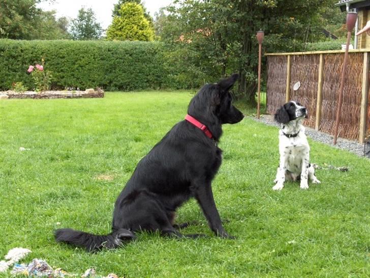 Blanding af racer Balder billede 10