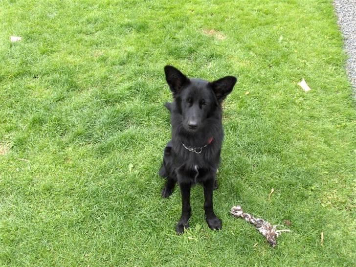 Blanding af racer Balder billede 11