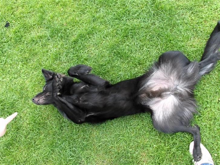 Blanding af racer Balder - så er jeg en smule smadret efter at lege med bold billede 13