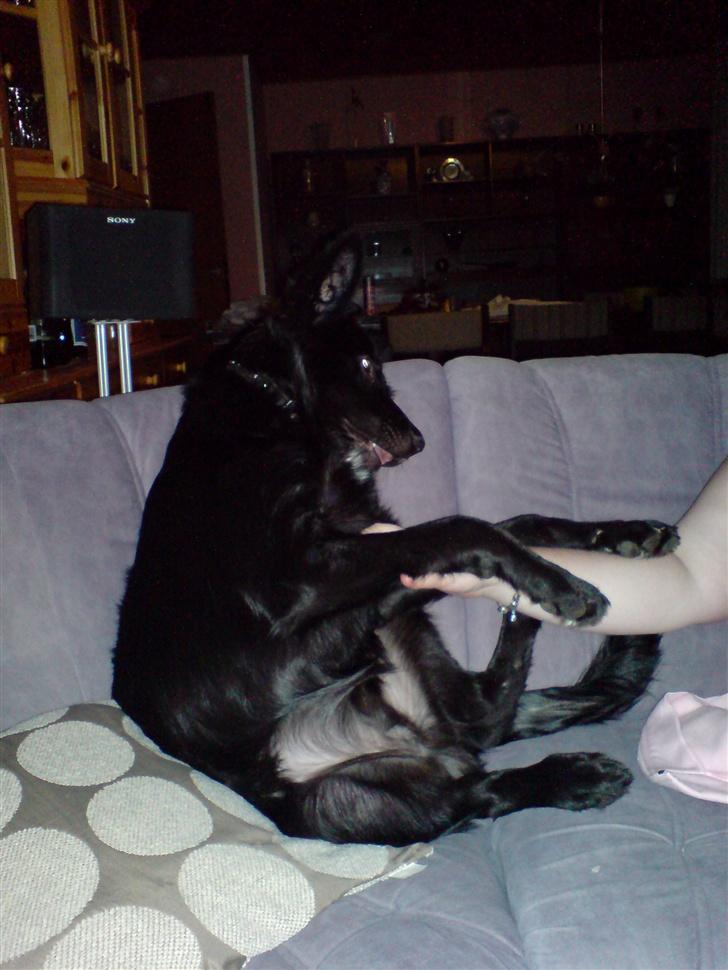 Blanding af racer Balder - sitte på min rumpe det kan jeg! billede 14