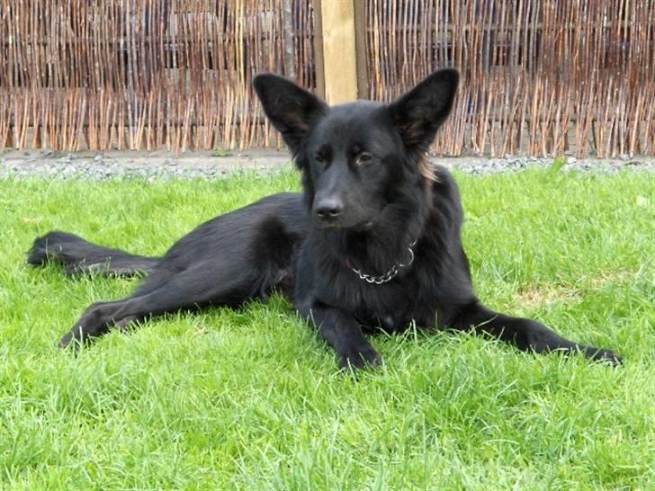 Blanding af racer Balder billede 15