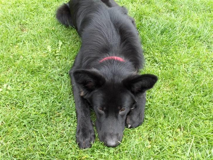 Blanding af racer Balder - Er jeg ikk kær?? billede 16