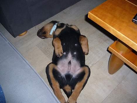 Rottweiler Vom Hause Luna's Bodie billede 12