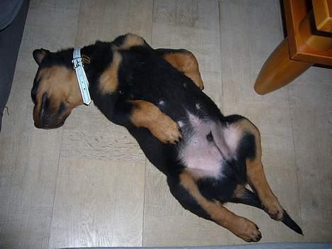 Rottweiler Vom Hause Luna's Bodie billede 13