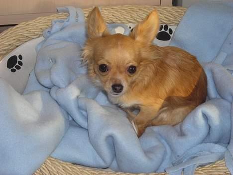 Chihuahua Emmy *Himmelhund* billede 5