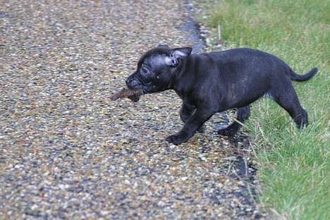 Staffordshire bull terrier Loco billede 9