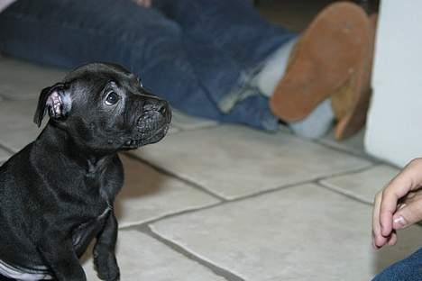 Staffordshire bull terrier Loco billede 10