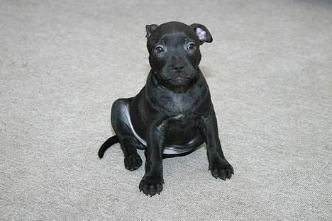 Staffordshire bull terrier Loco billede 11